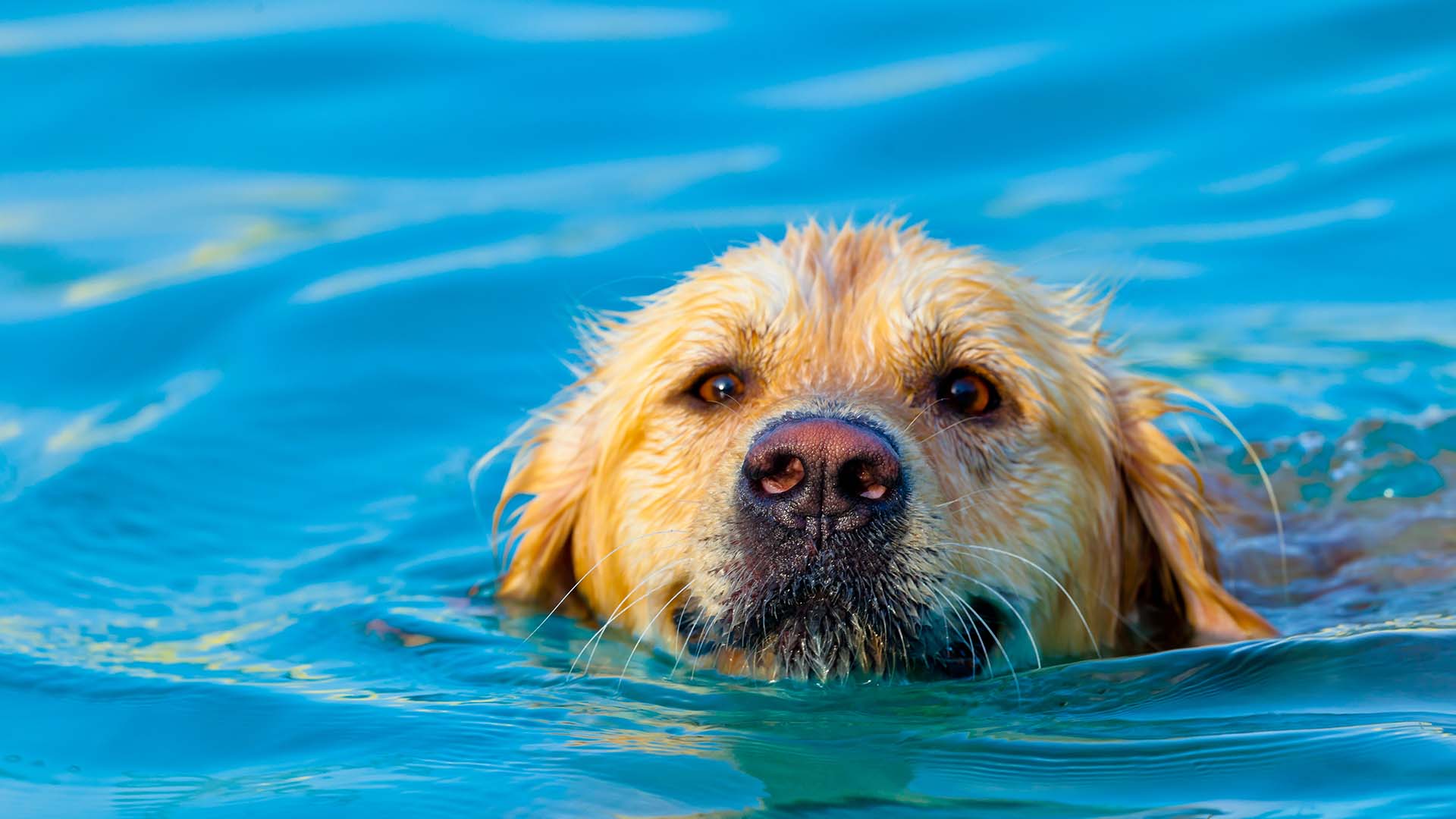 Golden Retriever swimming in pool.
